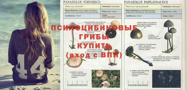 спайс Верея